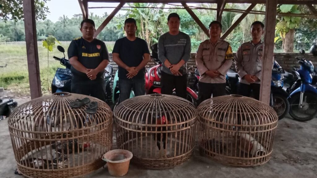 Polsek Cikedal Bubarkan Arena Judi Sabung Ayam, Pelaku Kocar Kacir 5 WhatsApp Image 2023 12 24 at 19.47.58