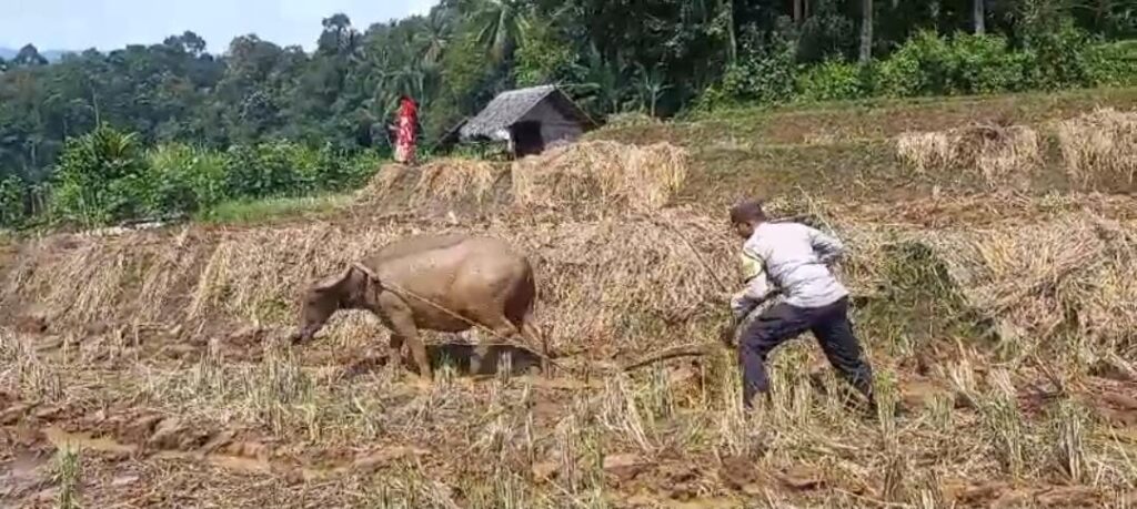 Bhabinkamtibmas Polsek Carita Bantu Masyarakat Membajak Sawah di Desa Cinoyong 2 WhatsApp Image 2024 06 04 at 21.10.30
