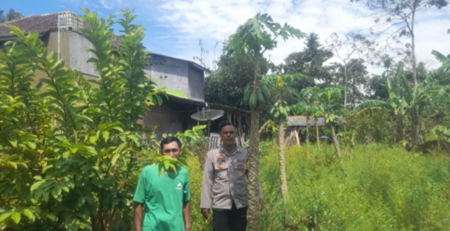 Dukung Swasembada Pangan, Bhabinkamtibmas Polsek Patia Sambangi Warga Petani di Desa Pentas 5 IMG 20250607 191944