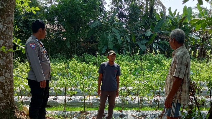 Bhabinkamtibmas Polsek Patia Sambangi Petani di Desa Idaman, Ajak Sukseskan Program Ketahanan Pangan 10 IMG 20250613 220013