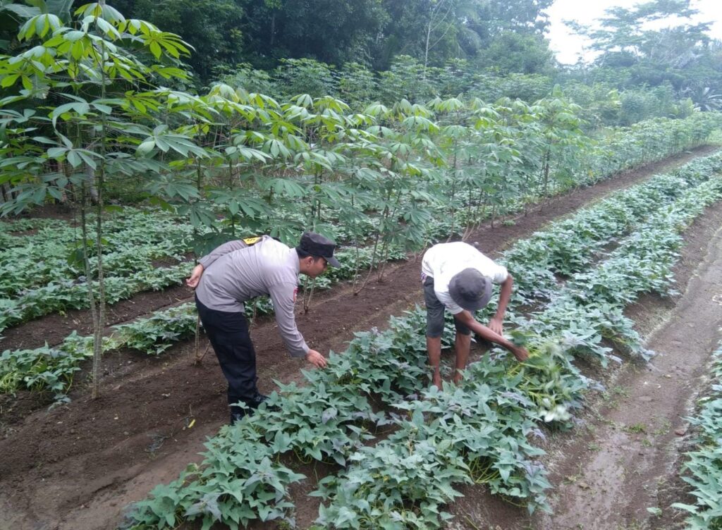 Bhabinkamtibmas Polsek Cikedal Ajak Petani Dukung Ketahanan Pangan Nasional 9 WhatsApp Image 2025 06 01 at 11.08.25