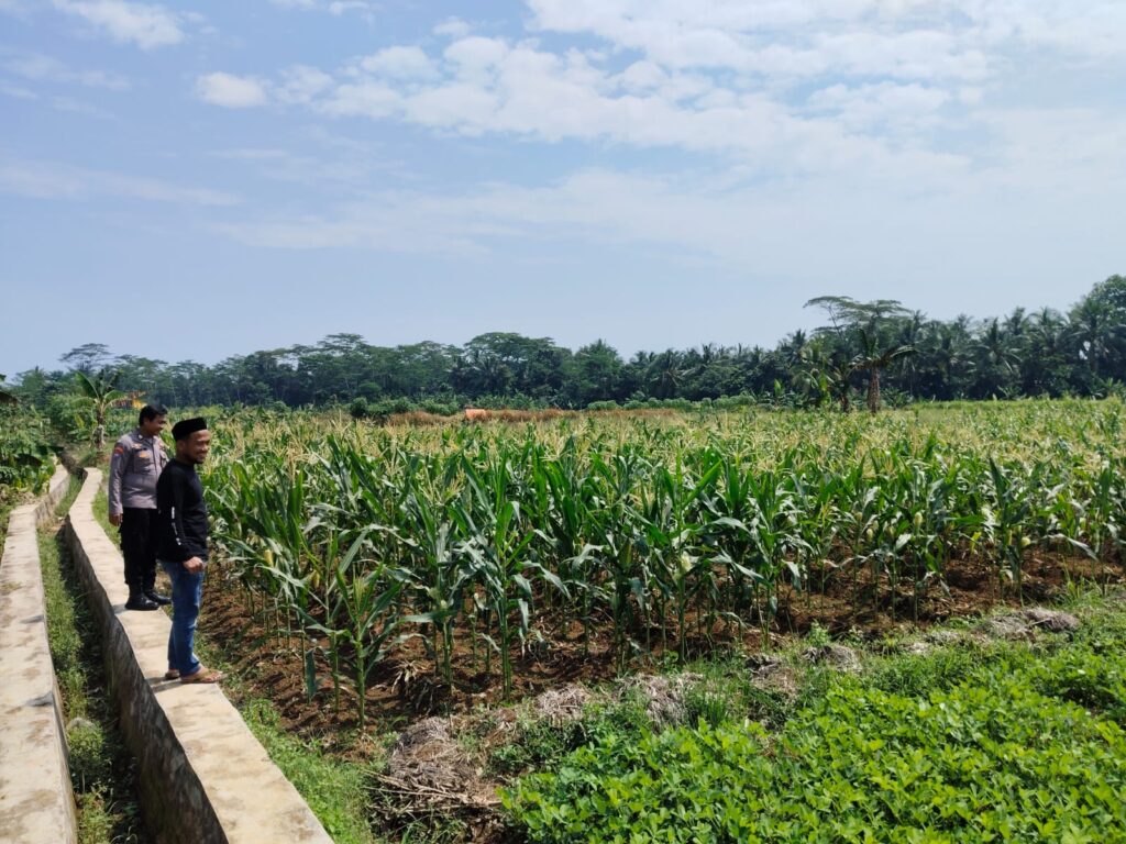 Polsek Cikedal Dukung Kemandirian Pangan Lewat Bhabinkamtibmas yang Aktif di Sawah 8 WhatsApp Image 2025 06 03 at 12.11.21