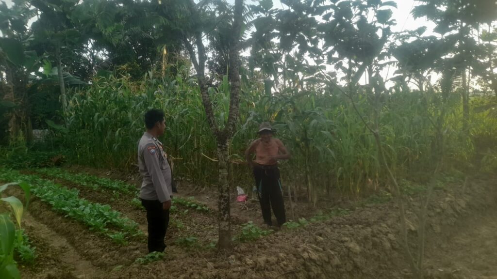 Dukung Program Swasembada Pangan, Bhabinkamtibmas Polsek Patia Sambangi Petani Jagung di Desa Patia 6 WhatsApp Image 2025 06 05 at 18.50.39
