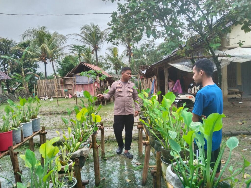 Dukung Program Swasembada Pangan, Bhabinkamtibmas Polsek Patia Sambangi Petani di Kampung Peuntas 4 WhatsApp Image 2025 06 08 at 18.57.16