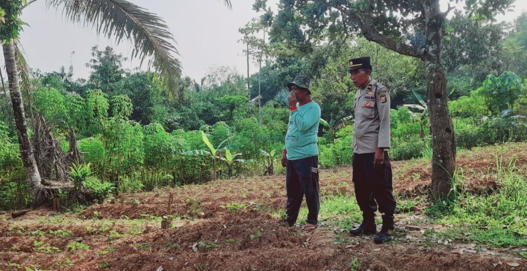 Dukung Ketahanan Pangan, Bhabinkamtibmas Polsek Patia Sambangi Warga Petani di Desa Peuntas 1 asdxc