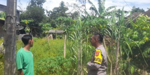 Bhabinkamtibmas Polsek Patia Brigadir Uyung Sambangi Warga Desa Idaman Ajak Sukseskan Program Ketahanan Pangan 7 gdv