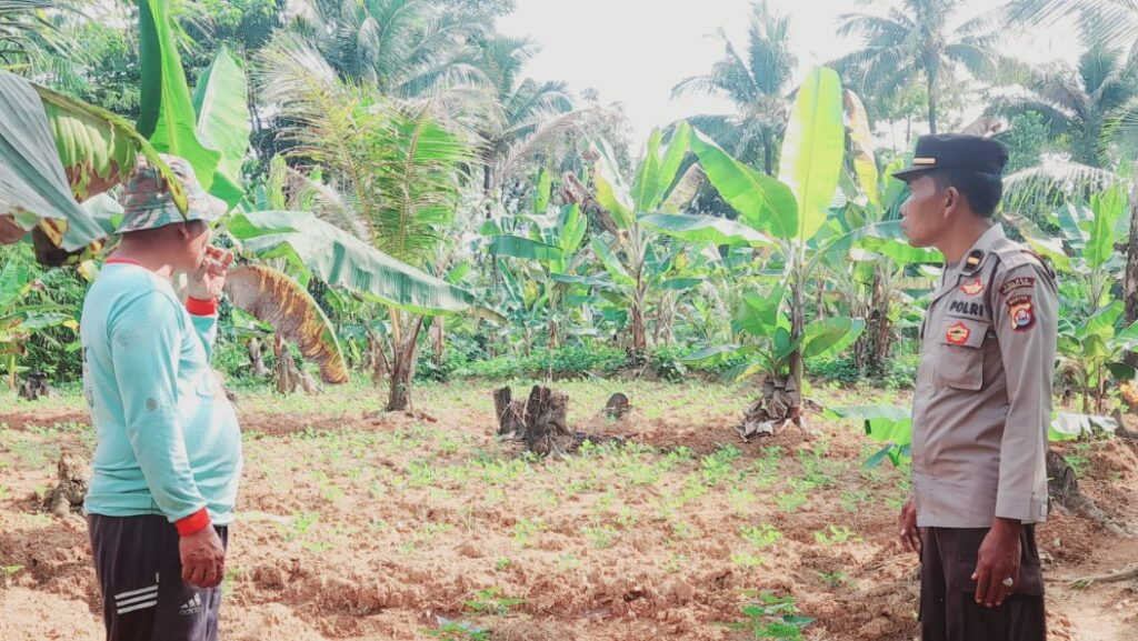 Polsek Patia Ajak Petani Jaga Lingkungan dan Ketahanan Pangan Sekaligus 3 hbhvh