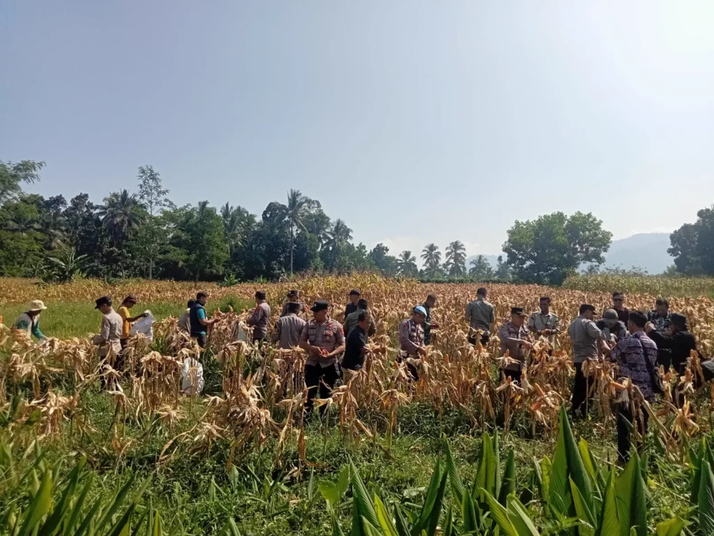 Dukung Swasembada Jagung Nasional, Polsek Pulosari Gelar Panen Raya Jagung Tahun 2026 8 MConverter.eu WhatsApp Image 2026 06 11 at 14.05.47