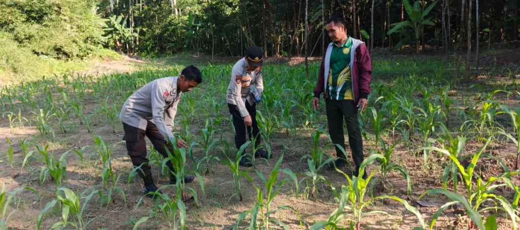 Polsek Angsana Bersama Kelompok Tani Perkuat Program Swasembada Pangan Melalui Budidaya Jagung Hibrida 7 MConverter.eu WhatsApp Image 2026 06 11 at 17.51.54