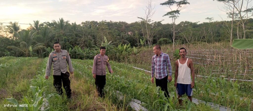 Dukung Ketahanan Pangan Nasional, Polsek Angsana Monitoring Tanaman Jagung Hibrida Program CPCL 2026 di Desa Karangsari 1 WhatsApp Image 2026 06 10 at 13.44.00