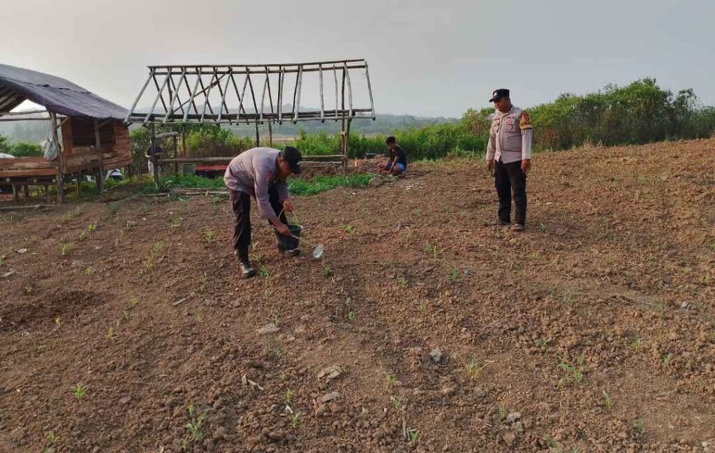 Polsek Munjul Polres Pandeglang Laksanakan Pemupukan Perdana Jagung 10 HST di Lahan PAT Desa Gunungbatu 9 WhatsApp Image 2026 06 20 at 18.50.08 11zon